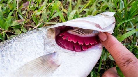 Gills 101: The Magic Of How Fish Breathe .